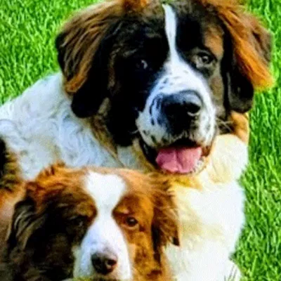 FurEver Home Dog Training logo